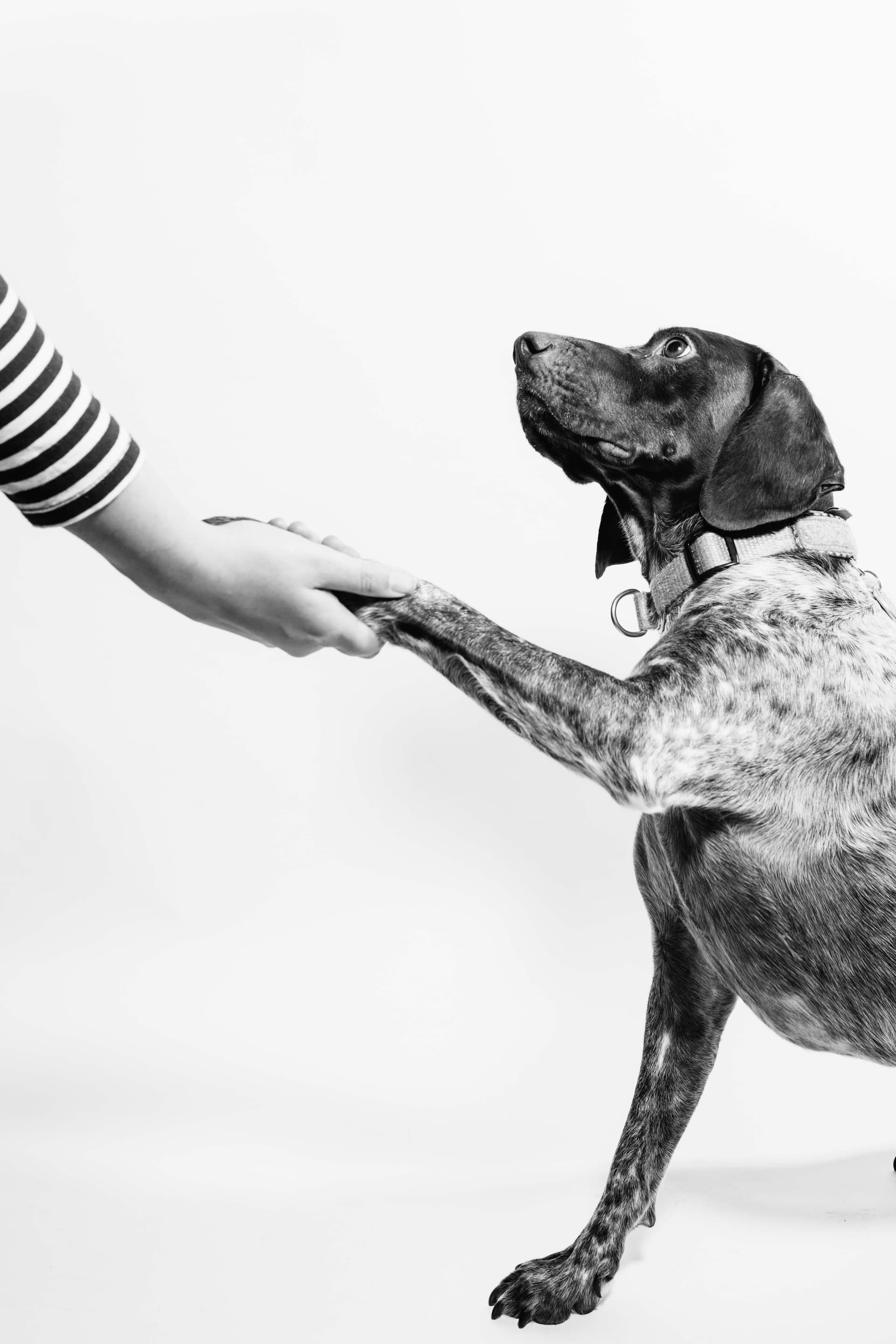 Fotografia de un perro dando la pata a su dueño