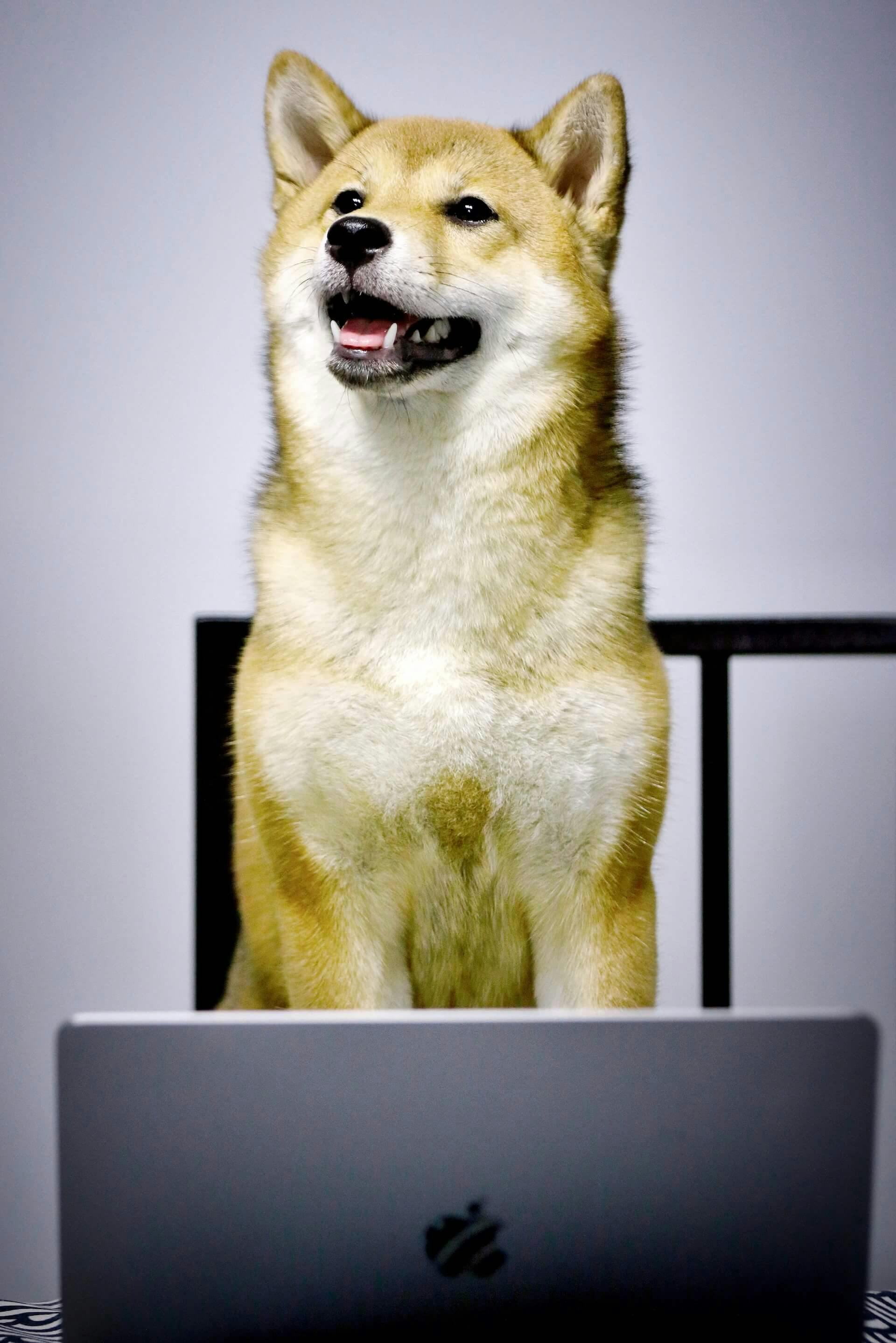 Un perro sentado frente a una computadora